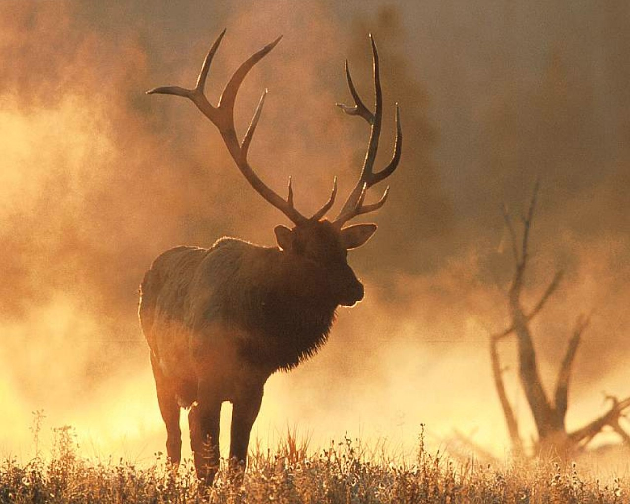 wallpaper animals misc Elk